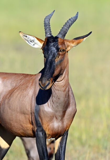 花马赛马拉国家公园的羚羊肯尼亚荒野哺乳动物野生动物