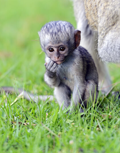 危险动物南非的一个自然保护区里有一只长尾猴哺乳动物猴宝宝自然