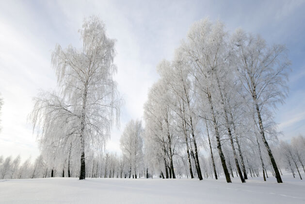雪落叶树 在冬天拍的树枝自然树干