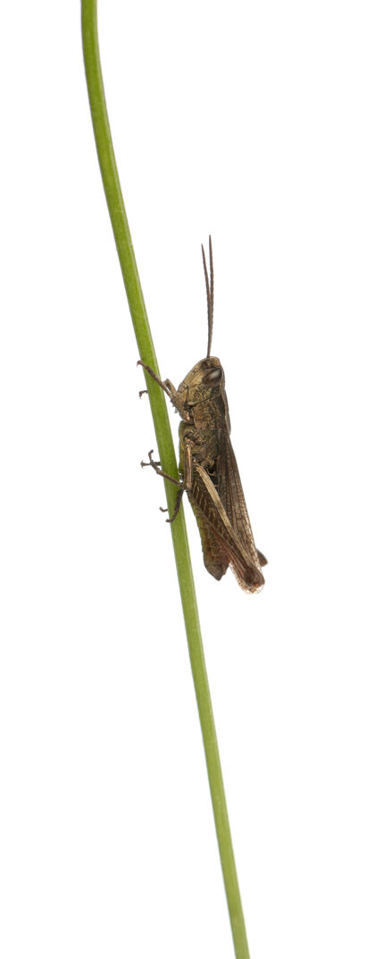 动物植物茎上的蚱蜢chorthippusmontanus隔离昆虫茎侧视图