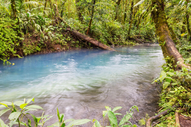 哥斯达黎加美丽的溪水在雨林中流淌哥斯达黎加 中美洲水流自然荒野