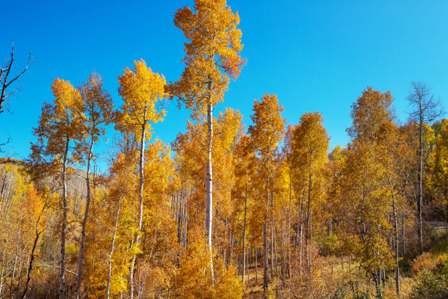 自然黄色调的秋景秋天的背景秋天木头乡村