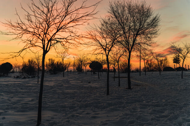 日落冬天的景色 没有叶子的树和灌木丛生长在积雪覆盖的草地上 夕阳照耀着乡村花背光乡村
