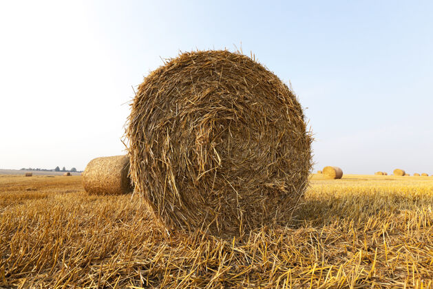 自然麦秸收割后留下的草垛 田深浅大麦干燥农学