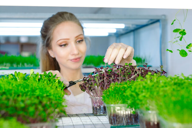 绿色植物一个女人在向绿色蔬菜喷水一个小的绿色农场健康有机芽苗菜