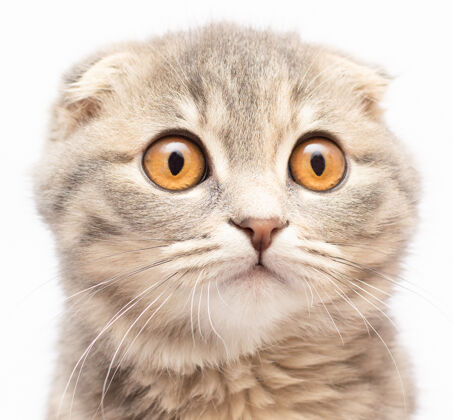 肖像英国（苏格兰）的小猫很可爱很漂亮很漂亮直截了当英国小猫看起来很可爱猫我的眼睛是黄色的大眼睛灰色家庭小