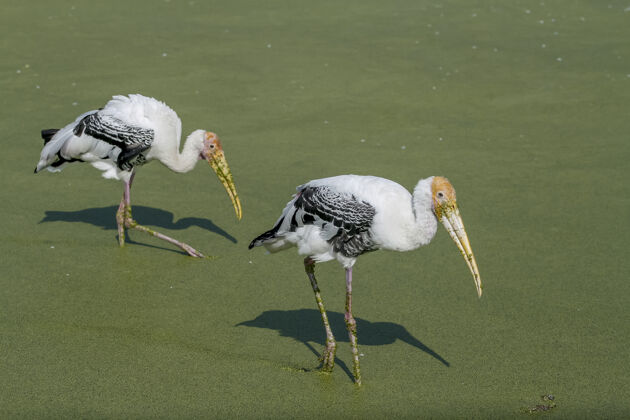 大彩绘的鹳鸟（Myterialeucocephala）正在水里吃东西油漆腿湿地