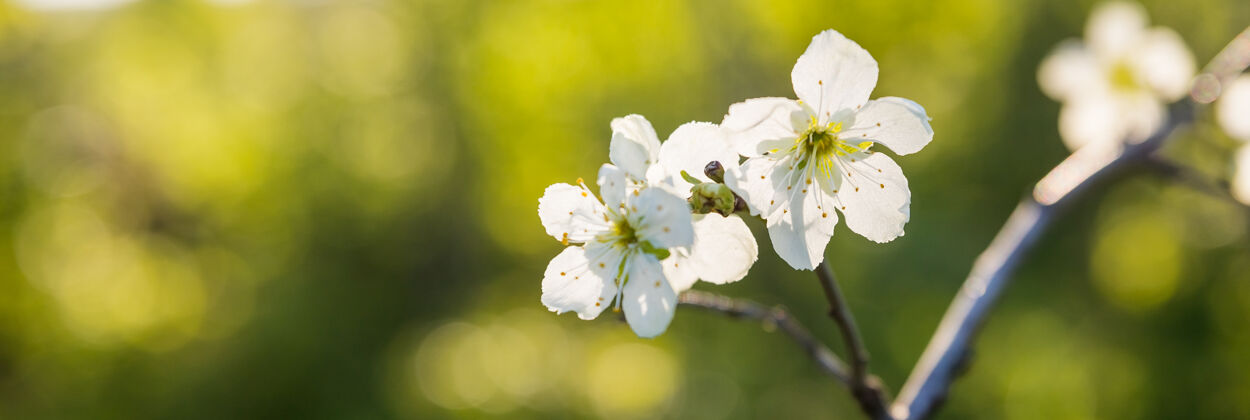 季节春天花园里盛开的苹果树枝特写为白色苹果花蕾的一个分支春夏喜庆白花果树枝头园艺芽花瓣