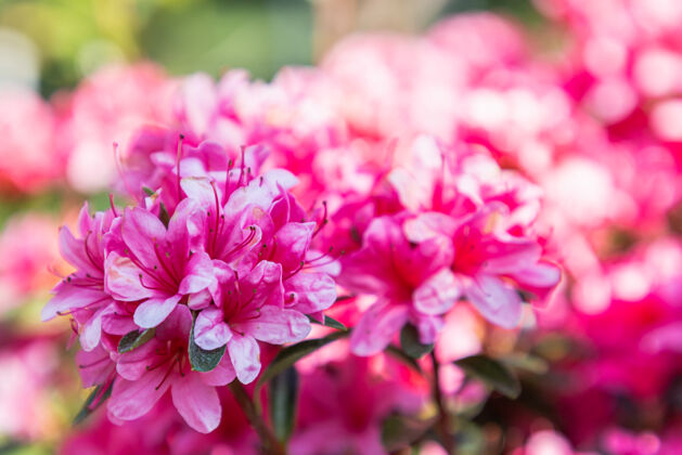 植物特写在春天盛开的粉红色杜鹃花多彩公园自然