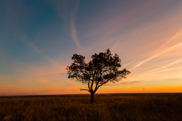日落的天空树顶着夕阳的天空风景天空旅行