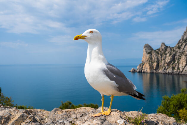 海洋海鸥对海画像海岸线关闭白鸟海鸥坐在湖边俯瞰海滩野生海鸥与自然的蓝色背景海鸥岩石户外