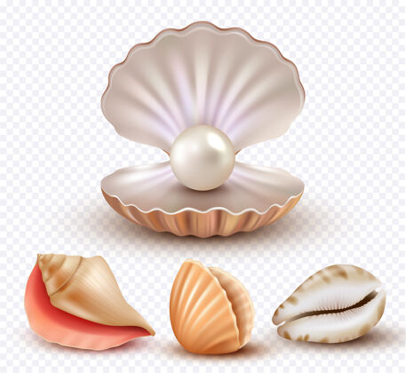 软体动物现实的贝类贝壳海洋海滩物品豪华珍珠开放海螺收集球圆形珍宝