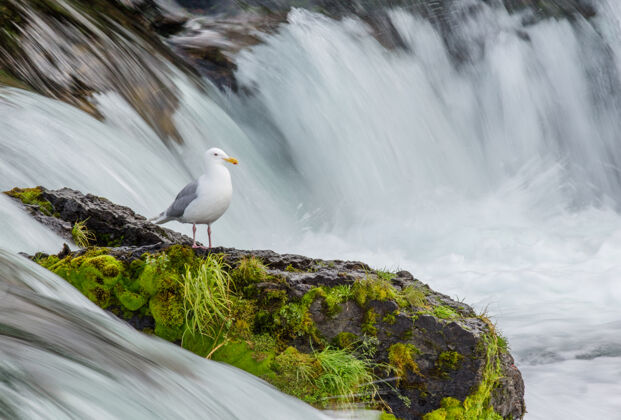 野生动物海鸥站在河中央的一块岩石上动物海鸥野生大自然