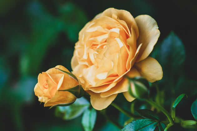 绿叶黄色的花园玫瑰在夏天的玫瑰园里绽放着蓓蕾模糊灌木柔和聚焦