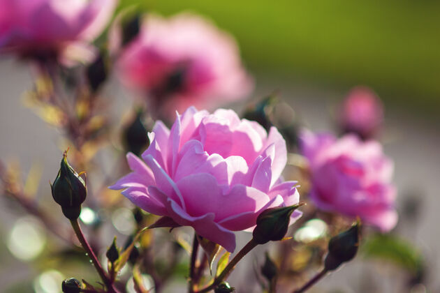 开花萨里玫瑰-粉色玫瑰由科尔德斯户外培育玫瑰园