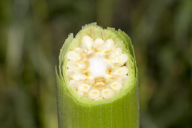 营养用一把锋利的刀在长满绿叶的玉米棒上切离开收获切片