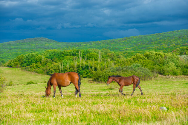 田野黑马在绿草丛生的草地上马户外动物