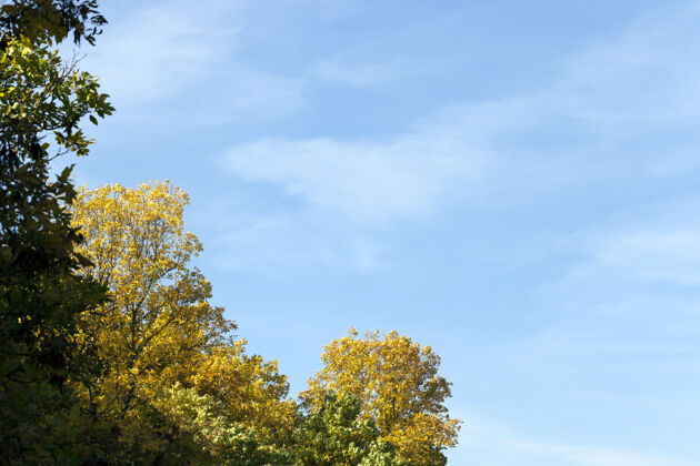 花秋天的灰烬树叶变暗变黄 白天的天气晴朗树叶季节黄色