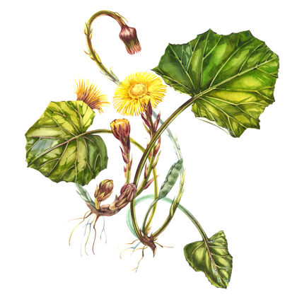 提取物花托西拉戈法拉·汉德绘制水彩植物插图膳食治疗水彩