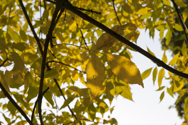 城市秋天城市公园里的黄灰树叶 特写背景自然阳光