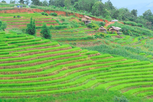 农场泰国清迈北部的巴邦片梯田假日地标清迈