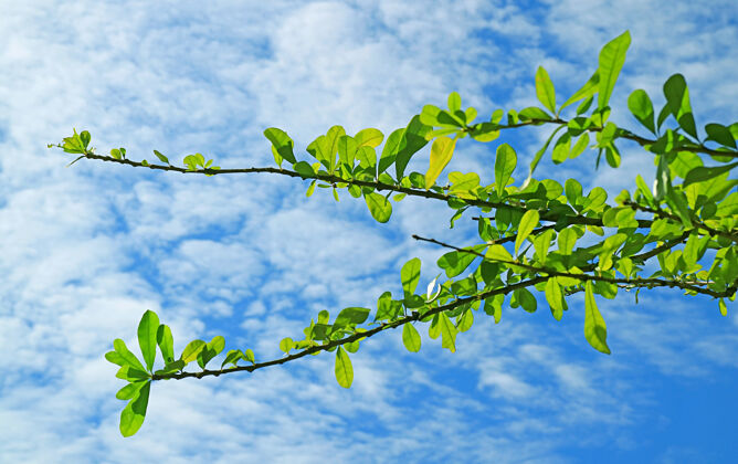 阳光在阳光明媚的天空下 树枝上绿叶婆娑树公园新鲜