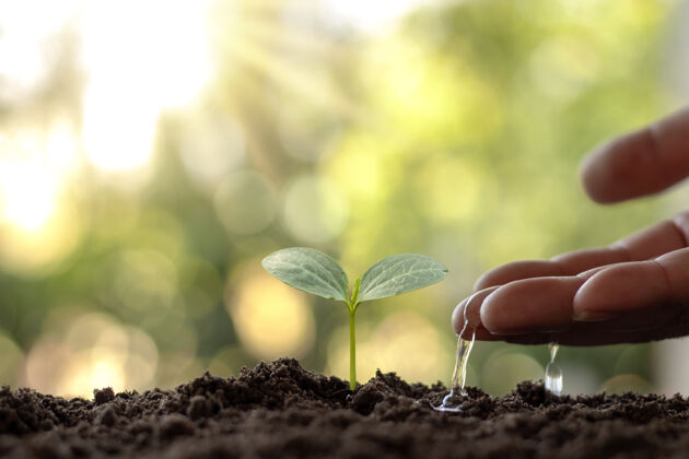 光农民们正在用世界环境日的概念手工浇灌小植物生命晨光地面