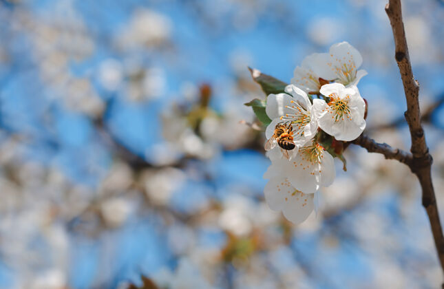 蜜蜂一只蜜蜂在白樱花上采集花粉软焦点植物三月