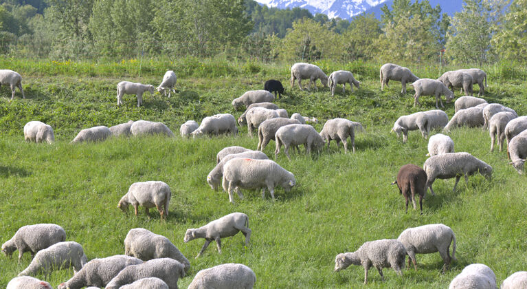 动物羊群在阿尔卑斯山放牧在夏天山放牧欧洲