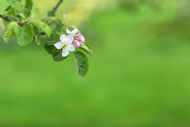 模糊苹果树枝上的花绿得模糊不清雄蕊开花樱桃