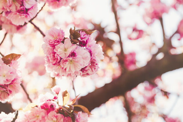 花园新鲜的樱花树枝上的花模糊不清树季节樱花