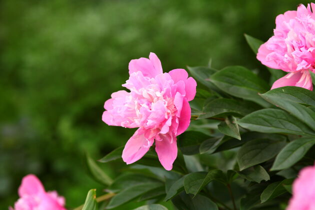自然粉红牡丹艺术纹理花卉背景