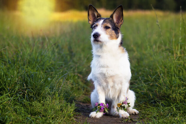 品种绿色草地上的狗的画像 夏天花在爪子可爱宠物在夏天看不见了梗狗乐趣