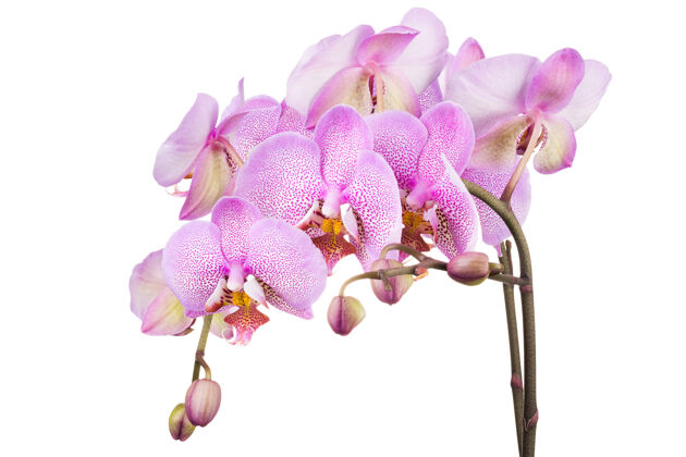 分支粉红色蝴蝶兰或飞蛾兰科兰花分支隔离开花植物兰花