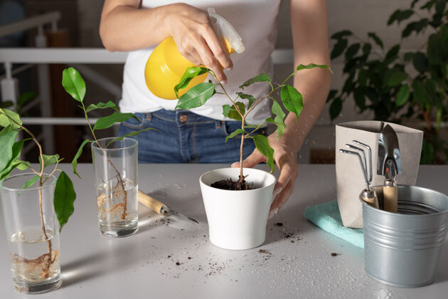 工具女人的手向室内植物喷洒清水活动土壤室内