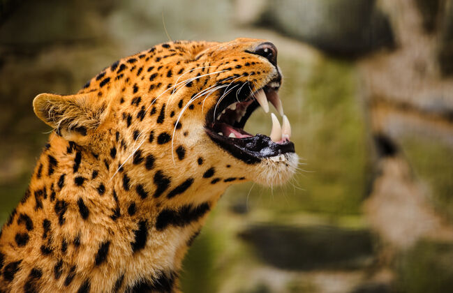 自然豹子和黑豹的画像食肉动物豹脸