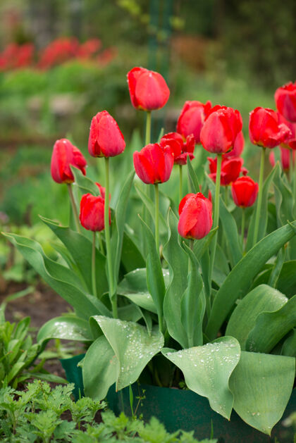 花郁金香花在一个模糊的背景自然·春天背景季节白天红色