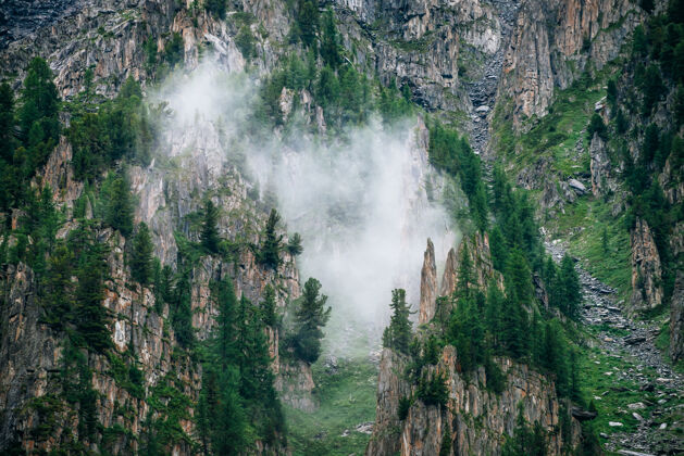 自然浓雾中落基山脉尖石上的针叶树点多云雾