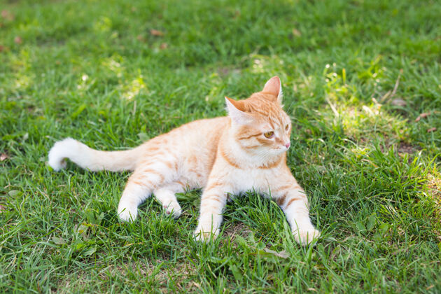草在一个温暖的夏夜 一只可爱的姜黄色猫躺在阳光明媚的绿色草地上绿色动物宠物