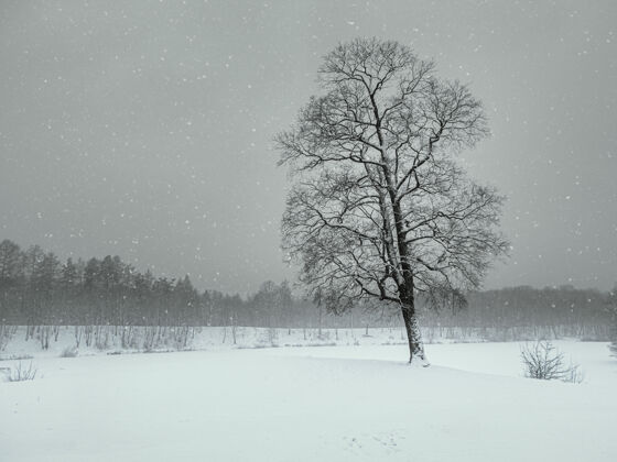 仙境冬天的暴风雪公园树下雪封面简约冬季景观凉爽乡村气象