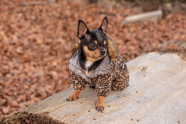 服装穿衣服的狗走路可爱吉娃娃狗在户外毛衣.狗在冬天或秋天小小狗