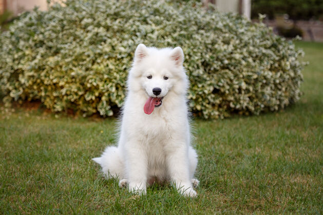 花园坐在绿色草坪上的萨莫耶德哈士奇的白色小狗小身体健康