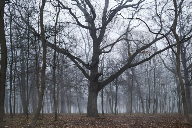 恐怖雾气弥漫的森林里有一棵古老的大树雨雾环境