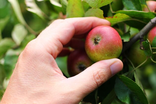 水果手摘红苹果特写收获多汁新鲜