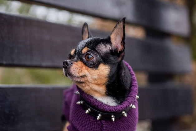 哺乳动物宠物狗吉娃娃在街上散步吉娃娃街一只狗遛狗秋天在公园散步人美丽户外