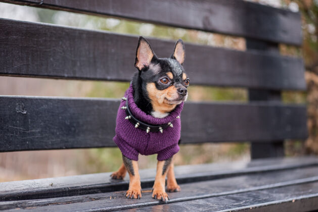 肖像宠物狗吉娃娃在街上散步吉娃娃街一只狗遛狗秋天在公园散步美丽自然小狗
