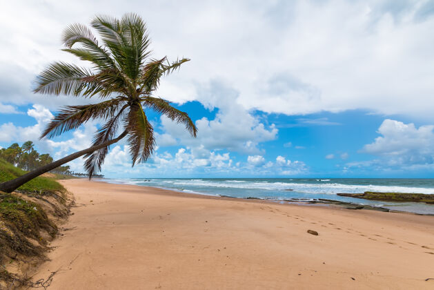 野生孤零零的椰子倚在荒芜的热带海滩上天堂沙漠孤独