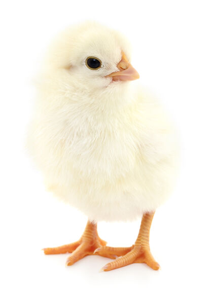 家畜一只小鸡放在一只白鸡蛋上鸡射击新生