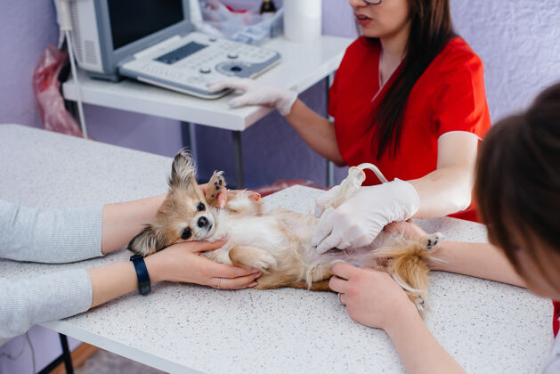 检查在现代兽医诊所 一个纯种吉娃娃的超声波是在桌子上进行的兽医诊所医生手术访问