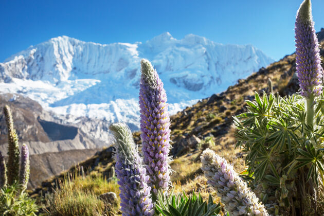 白色美丽的山脉风景在科迪勒拉华亚什 秘鲁 南美洲美丽岩石惊人